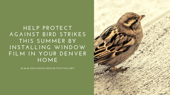 bird strike window film denver